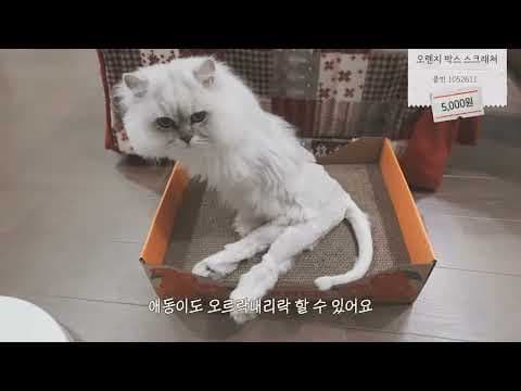 다이소 귤 박스 스크래처 써보니, 3천 원에 냥이 행복!