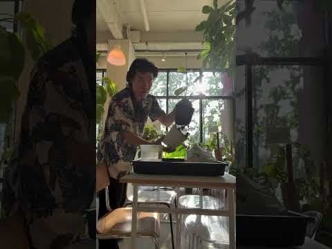 다이소 흑화 슬립분 써보니 통풍 최고! 초간단 분갈이 후기