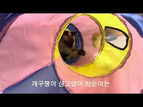 다이소 고양이 터널과 쥐돌이 장난감으로 완성하는 즐거운 반려묘 놀이