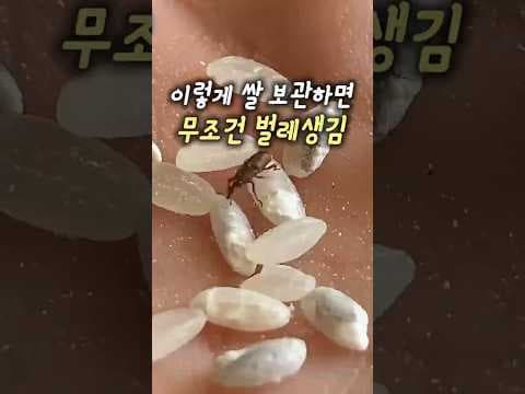다이소에서 찾은 쌀 보관법과 추천 주방용품