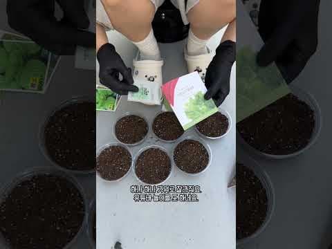 다이소 씨앗으로 싹 틔우는 홈가드닝! 상추, 로즈마리 DIY 채소 키우기