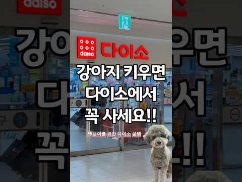 다이소 강아지 꿀템 추천! 눈 털 정리 가위부터 여름 산책 클립까지