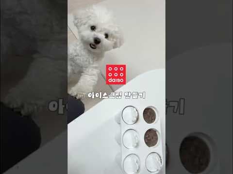 다이소 강아지 얼음틀 바로 담았어요! 여름 강아지간식 이렇게 편할 수가