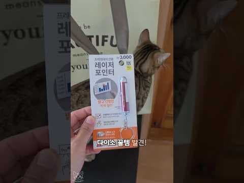 다이소 레이저 포인터로 고양이 사냥 본능 깨우기!