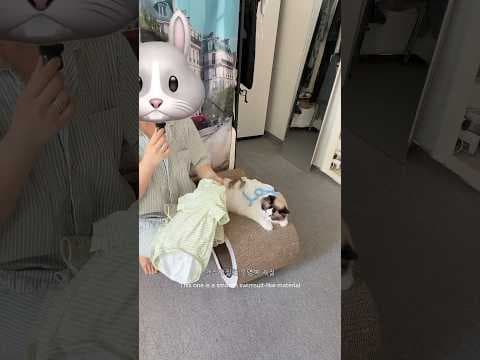 다이소처럼 득템! 테무 고양이 겨울옷 하울과 착용 후기