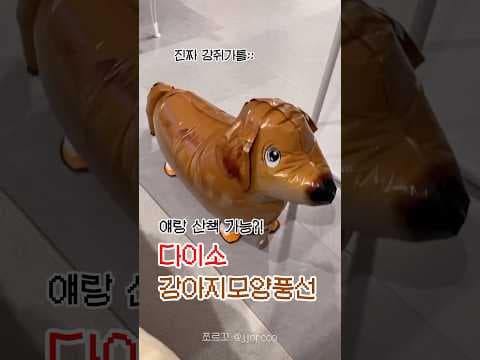 다이소 강아지 풍선 솔직 후기! 1000원의 행복, 귀여운데 잘 쓰러져