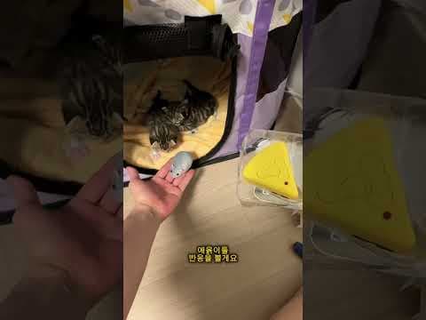 다이소 신상 고양이 장난감 리모컨 쥐 장난감 바로 담았어요